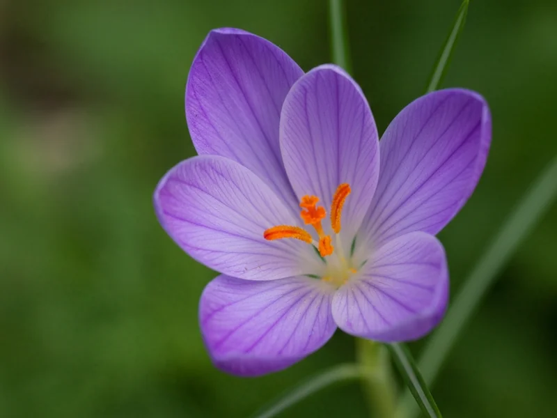 fleur violette de Crocus sativus avec trois stigmates rouges bien visibles, fond vert végétal flou,